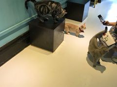 -猫色咖啡·猫咖
