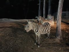 -清迈夜间动物园