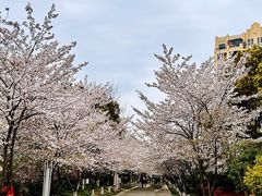 -高东镇樱花园