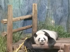 -深圳野生动物园