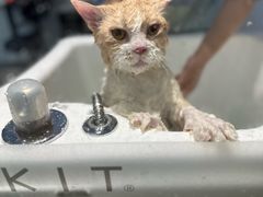-PETKIT 小佩宠物·德文赛凯猫舍