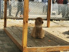 -长白岛森林公园