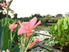 -中国科学院华南植物园