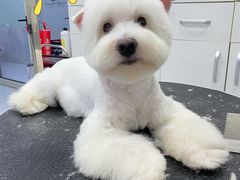 -欧奕国际动物医院