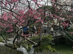 -红梅公园