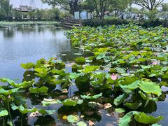 -无锡蠡湖国家湿地公园-蠡园