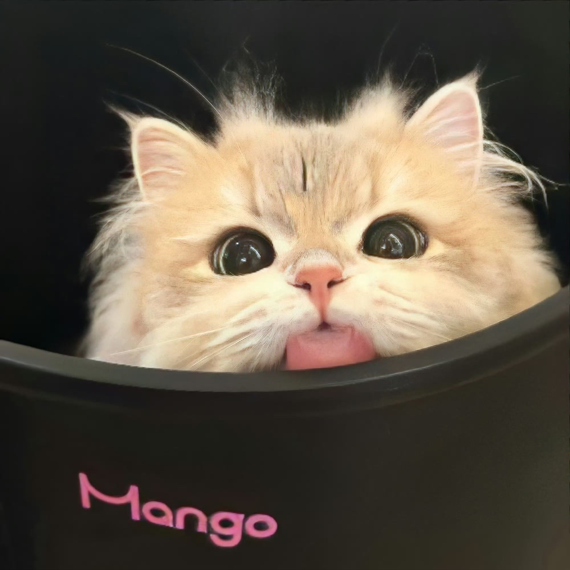 小猫表情超治愈