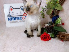 -十年猫舍·猫咪专门店(普陀店)