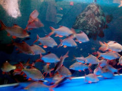 android_upload_pic-乐从天佑城海洋馆