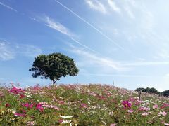 -松山湖南湖湾露营营地