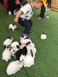 -萌宠亲子动物乐园(槐房万达店)