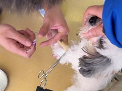 -皮特动物医院(24小时店)