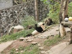 -都江堰中华大熊猫苑