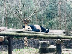 -都江堰中华大熊猫苑