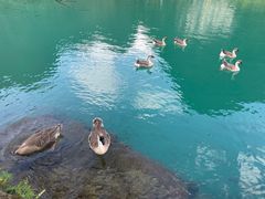 -靖西鹅泉风景区