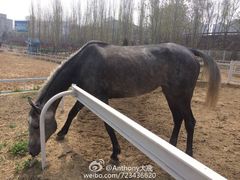 调教圈-大连凯洋马术俱乐部有限公司