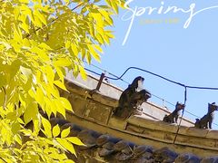 -护国法轮寺