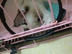 -瑞鹏宠物医院·骨科·猫科·内科(第一中心)