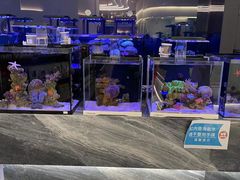 -1013 PET SHOP精品宠物商店(丁香店)