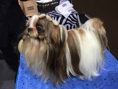 -东浩兰生上海世博展览馆