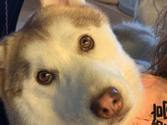 -Husky Go! 哈士奇体验馆·宠物咖啡厅狗咖