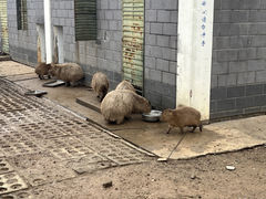 -合肥野生动物园