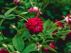 -人民公园(罗湖区)