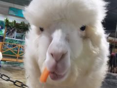 -上海大自然野生昆虫馆(东方明珠·爬宠昆虫探索中心)