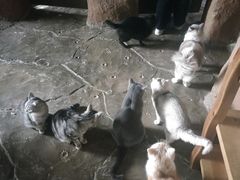 -猫猫幼稚园·撸猫·桌游·电玩
