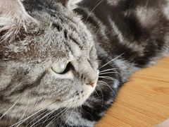 -平行世界·猫咖(首经贸店)