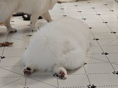 -毛绒耶耶撸宠馆·猫咖·狗咖·荷兰猪咖