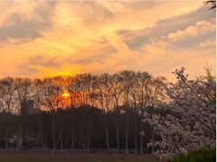 -武汉大学-樱园