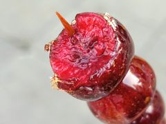 -傻二炒货龙虾(李沧旗舰店)