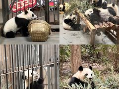 -成都大熊猫繁育研究基地