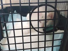 -艾贝尔宠物医院·24H转诊中心·肿瘤猫专科(江宁双龙店)