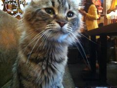 照片&nbsp;064-猫屎咖啡(日月光中心广场店)