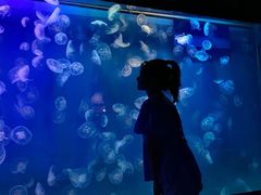 -左海海底世界