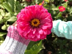 -莲花山花海