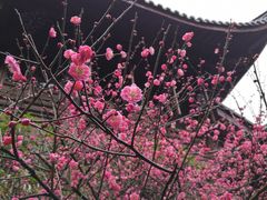 -十八棵（老龙井）御茶园(老龙井店)