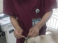 -美联众合爱康动物医院•复杂内科•肿瘤科•牙科•腔镜诊疗中心