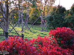 -崇明东平国家森林公园烧烤房车露营地