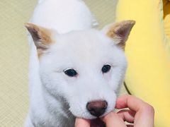 -逗柴咖啡屋·狗咖猫咖宠物桌游