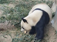 -青藏高原野生动物园