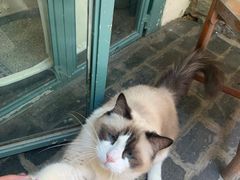 -喵屿·大理花园猫咖