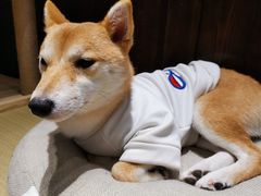 -逗柴咖啡屋·狗咖猫咖宠物桌游