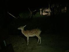 -清迈夜间动物园