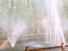 -合肥滨湖国家森林公园