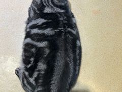 -藏猫猫咖啡主题馆(中央大道店)