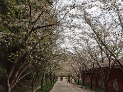 -绵阳盛世樱花悠乐谷