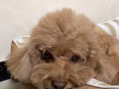 -宠福鑫康馨动物医院·骨科·眼科